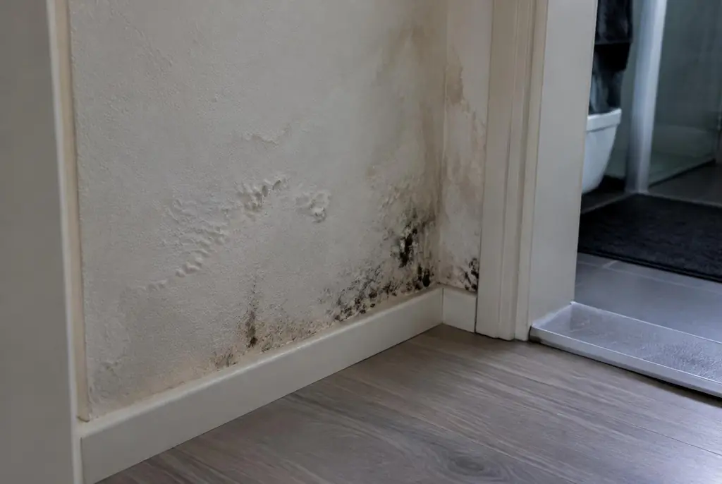 Lekdetectie Wassenaar – vochtplek met schimmel op een muur
